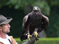 Steinadler 095